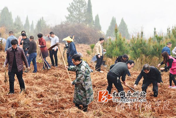 beat365平台官方网站老师们热火朝天地挥锄种金槐