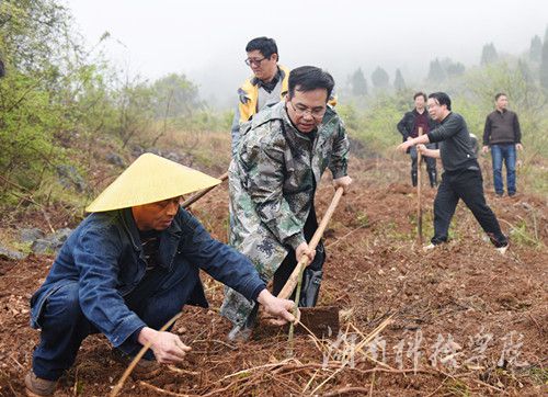 beat365平台官方网站党委书记陈弘与潮水铺村村支书一同种下金槐树苗。